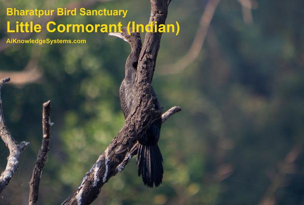 Cormorant Indian (5) Coming Soon